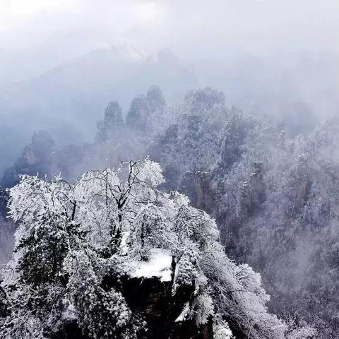 未来15天天气预报查询（张家界未来15天天气预报查询）